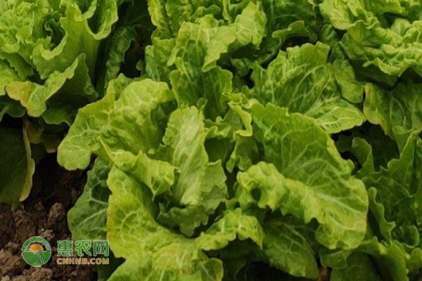 生菜最晚几月种？生菜要怎么种植？-图片版权归惠农网所有