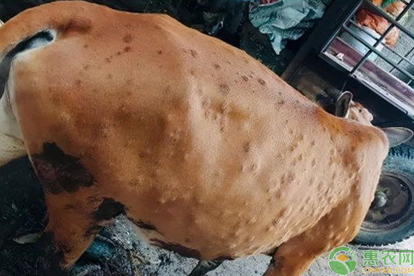 牛结节病的治疗方法-图片版权归惠农网所有