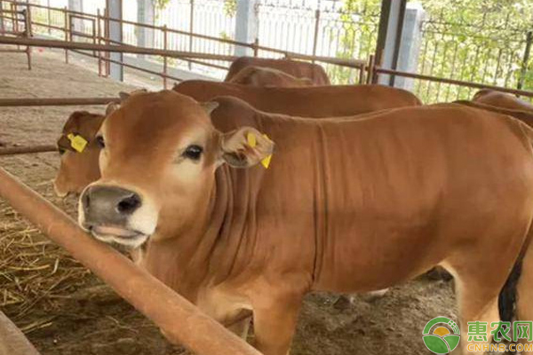牛结节病的治疗方法-图片版权归惠农网所有