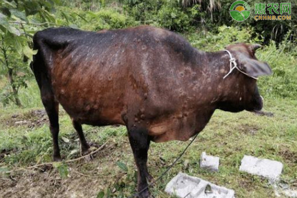 牛结节病的治疗方法-图片版权归惠农网所有