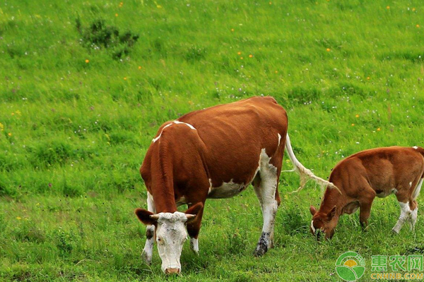 牛瘤胃鼓气怎么办？如何急救？（附原因分析）-图片版权归惠农网所有