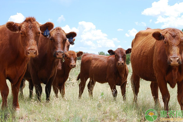 牛瘤胃鼓气怎么办？如何急救？（附原因分析）-图片版权归惠农网所有