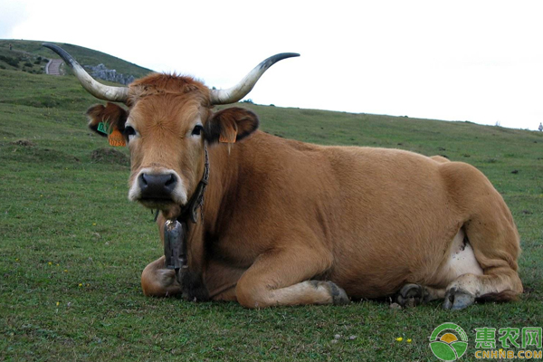 牛瘤胃鼓气怎么办？如何急救？（附原因分析）-图片版权归惠农网所有