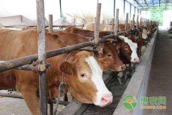 如何科学预防牛病?牛病预防措施-图片版权归惠农网所有