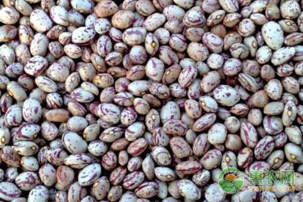 芸豆栽培及病虫害防治技术-图片版权归惠农网所有