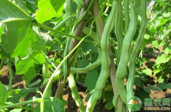 秋茬大棚芸豆的种植方法：大棚芸豆如何扣膜？-图片版权归惠农网所有