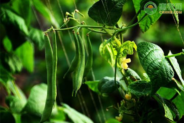 芸豆的种植时间及方法-图片版权归惠农网所有