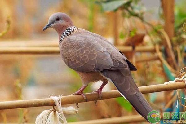 斑鸠怎么养殖？斑鸠养殖技术要点-图片版权归惠农网所有