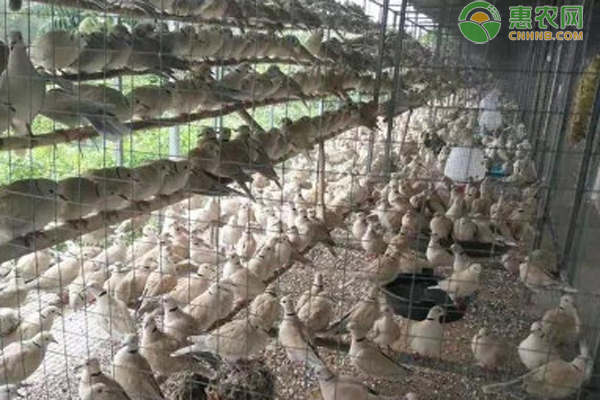 斑鸠的习性有哪些？斑鸠要怎么养？-图片版权归惠农网所有