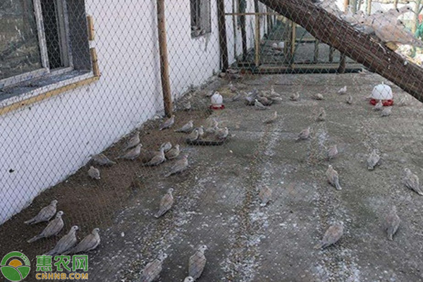 斑鸠的习性有哪些？斑鸠要怎么养？-图片版权归惠农网所有