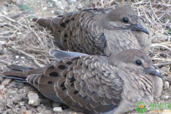 斑鸠的习性有哪些？斑鸠要怎么养？-图片版权归惠农网所有