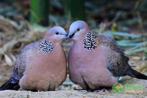 斑鸠的人工养殖技术及管理要点-图片版权归惠农网所有