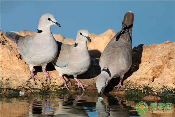 斑鸠的人工养殖技术及管理要点-图片版权归惠农网所有