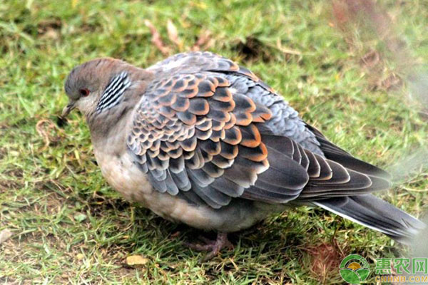 斑鸠人工养殖的六大注意事项-图片版权归惠农网所有