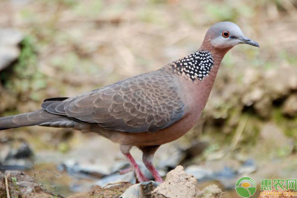 斑鸠人工养殖的六大注意事项-图片版权归惠农网所有