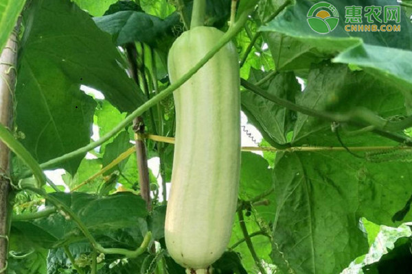 苹果丝瓜的种植时间与方法-图片版权归惠农网所有