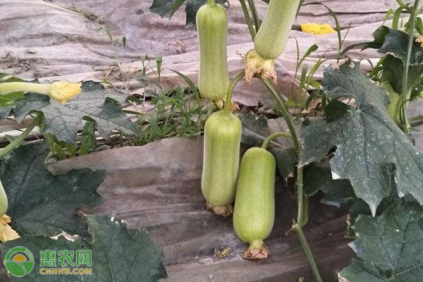 苹果丝瓜的种植时间与方法-图片版权归惠农网所有