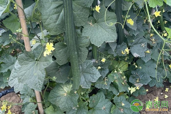 丝瓜种植技术与管理方法-图片版权归惠农网所有