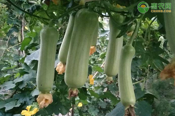 丝瓜种植技术与管理方法-图片版权归惠农网所有