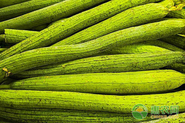 丝瓜种植如何避免畸形？丝瓜种植水肥、温度营养管理-图片版权归惠农网所有