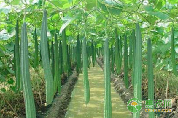 丝瓜种植如何避免畸形？丝瓜种植水肥、温度营养管理-图片版权归惠农网所有