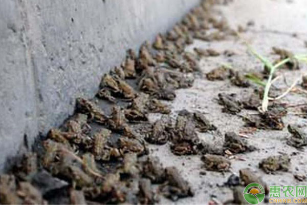 蟾蜍怎么养？蟾蜍人工养殖方法技术-图片版权归惠农网所有