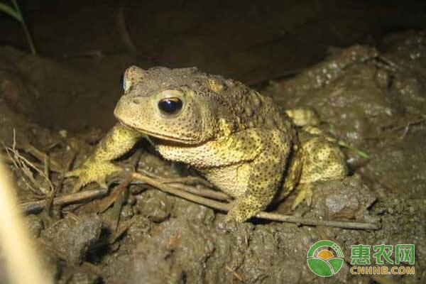 蟾蜍怎么养？蟾蜍人工养殖方法技术-图片版权归惠农网所有