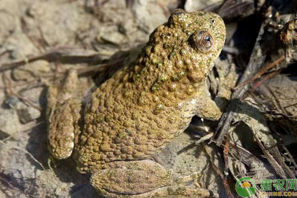 蟾蜍怎么养？蟾蜍人工养殖方法技术-图片版权归惠农网所有