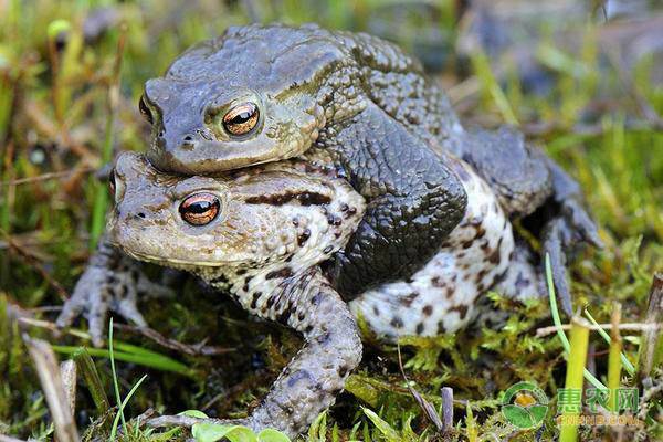 蟾蜍养殖技术-图片版权归惠农网所有