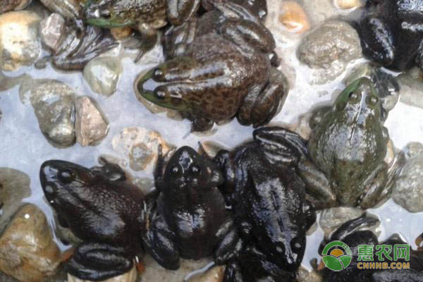蟾蜍养殖技术-图片版权归惠农网所有