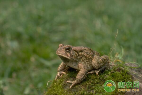 人工蟾蜍养殖 蟾蜍人工养殖注意事项(附蟾酥、蟾衣的取法)-图片版权归惠农网所有