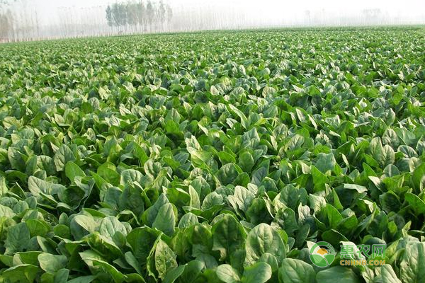 越冬菠菜怎么种植？老农民越冬菠菜的种植技巧！-图片版权归惠农网所有