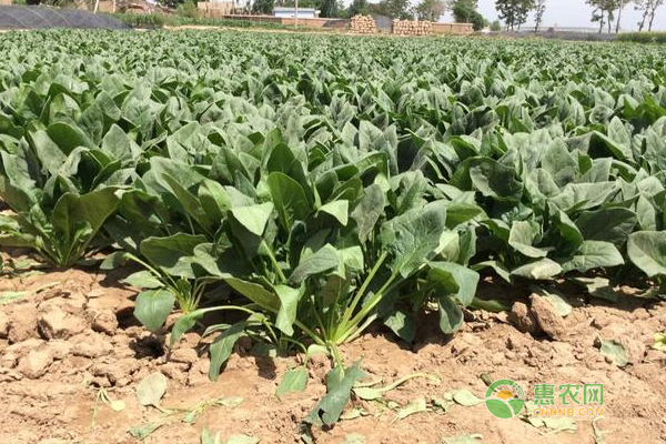 越冬菠菜怎么种植？老农民越冬菠菜的种植技巧！-图片版权归惠农网所有