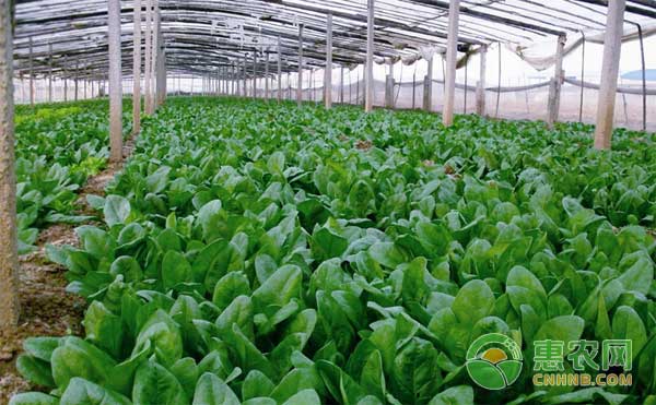 菠菜刚出苗能浇水吗？菠菜怎么浇水？-图片版权归惠农网所有