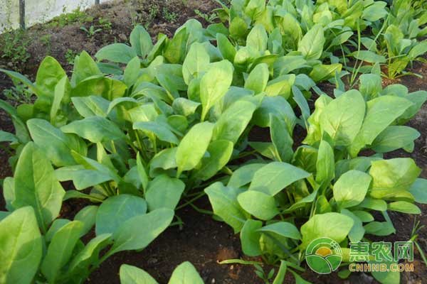 菠菜种植怎么管理？菠菜病虫害防治及除草方法-图片版权归惠农网所有