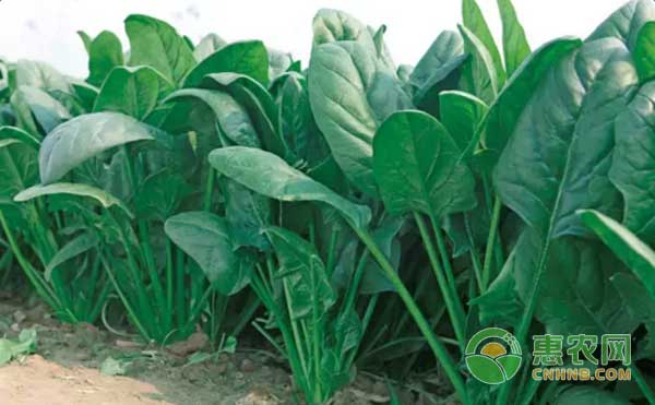 菠菜种植怎么管理？菠菜病虫害防治及除草方法-图片版权归惠农网所有