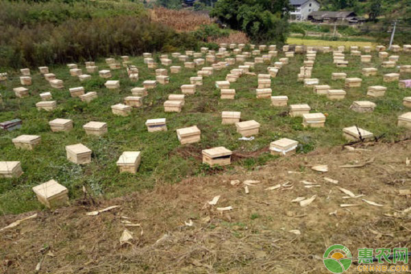 蜜蜂如何养殖？蜜蜂养殖技术大全-图片版权归惠农网所有