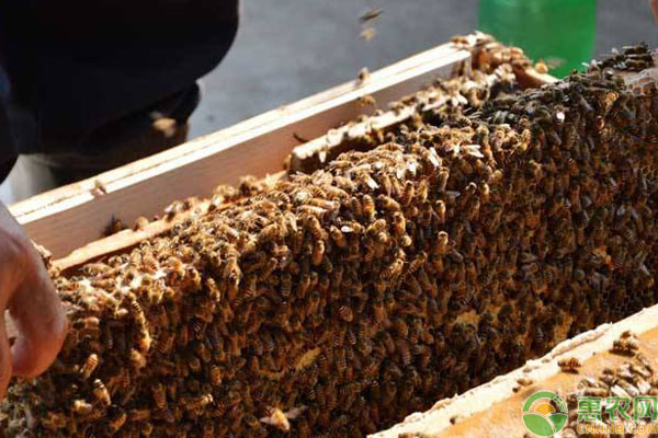 蜜蜂养殖 农村蜜蜂养殖:土蜜蜂高效养殖技术!-图片版权归惠农网所有