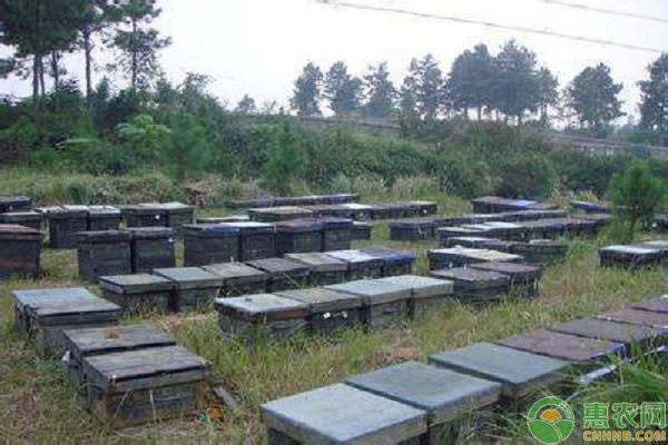 蜜蜂什么时候繁殖快？蜜蜂繁殖的方法介绍-图片版权归惠农网所有