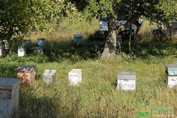 蜜蜂的养殖技术-图片版权归惠农网所有