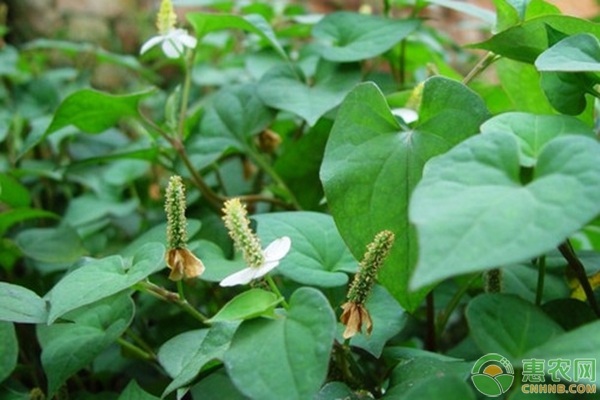 折耳根怎么种植产量高？-图片版权归惠农网所有