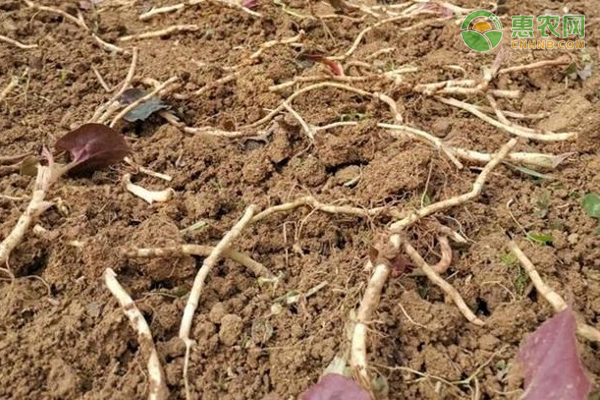 鱼腥草(折耳根)常见的种植方式有哪些？-图片版权归惠农网所有