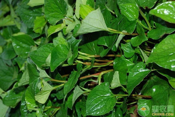 折耳根（鱼腥草）的种植管理技术要点-图片版权归惠农网所有