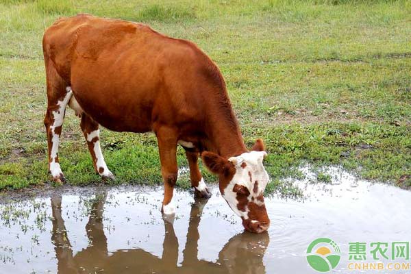 牛肺炎的诊断和治疗-图片版权归惠农网所有