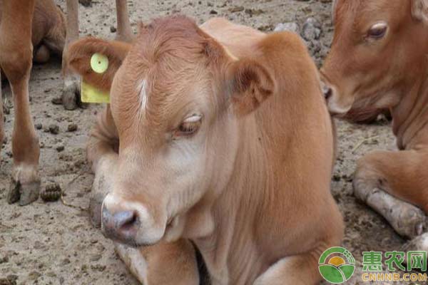 牛肺炎的诊断和治疗-图片版权归惠农网所有