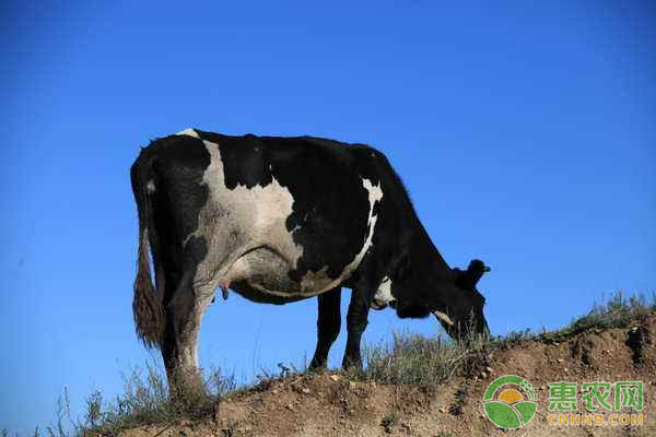 如何合理使用青贮饲料养牛？青贮饲料养牛注意事项-图片版权归惠农网所有