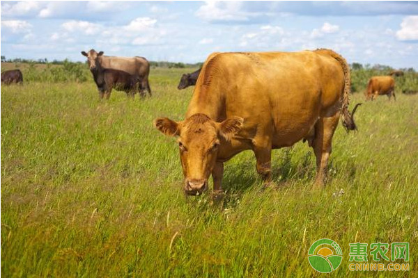 如何合理使用青贮饲料养牛？青贮饲料养牛注意事项-图片版权归惠农网所有