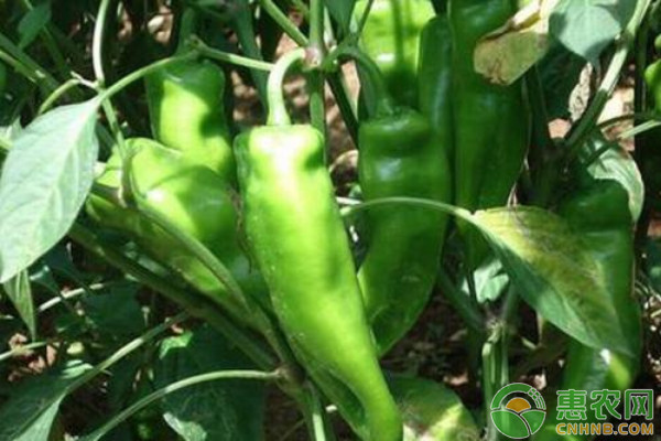 4月份可以种植什么蔬菜？-图片版权归惠农网所有