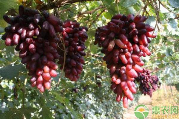 葡萄4月份管理技术-图片版权归惠农网所有