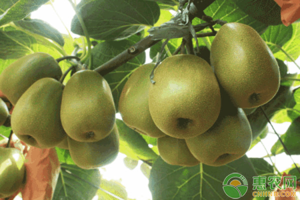 猕猴桃4月份生产管理技术-图片版权归惠农网所有